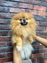 Pomeranian